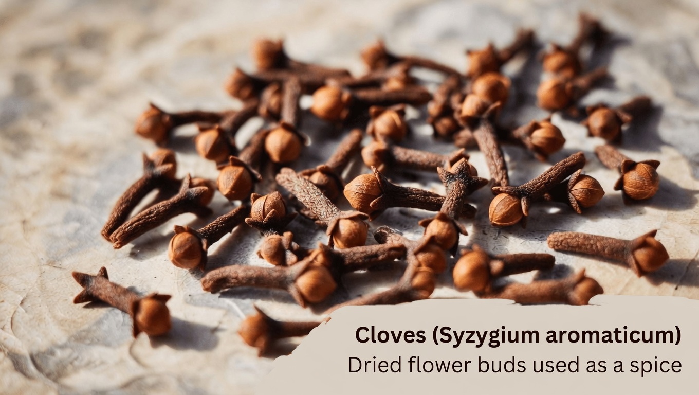 The Daily Ritual: 20 Surprising Ways Chewing Cloves May Support Your Overall Wellness