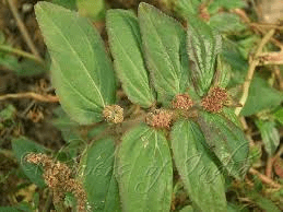Exploring Euphorbia Hirta: A Traditional Herb for Natural Wellness Support – What You Need to Know