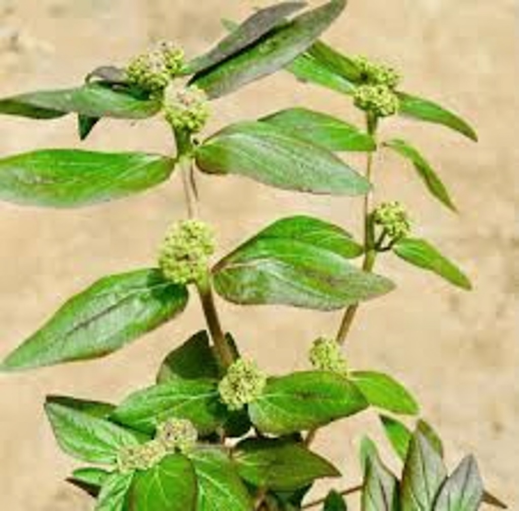 Exploring Euphorbia Hirta: A Traditional Herb for Natural Wellness Support – What You Need to Know
