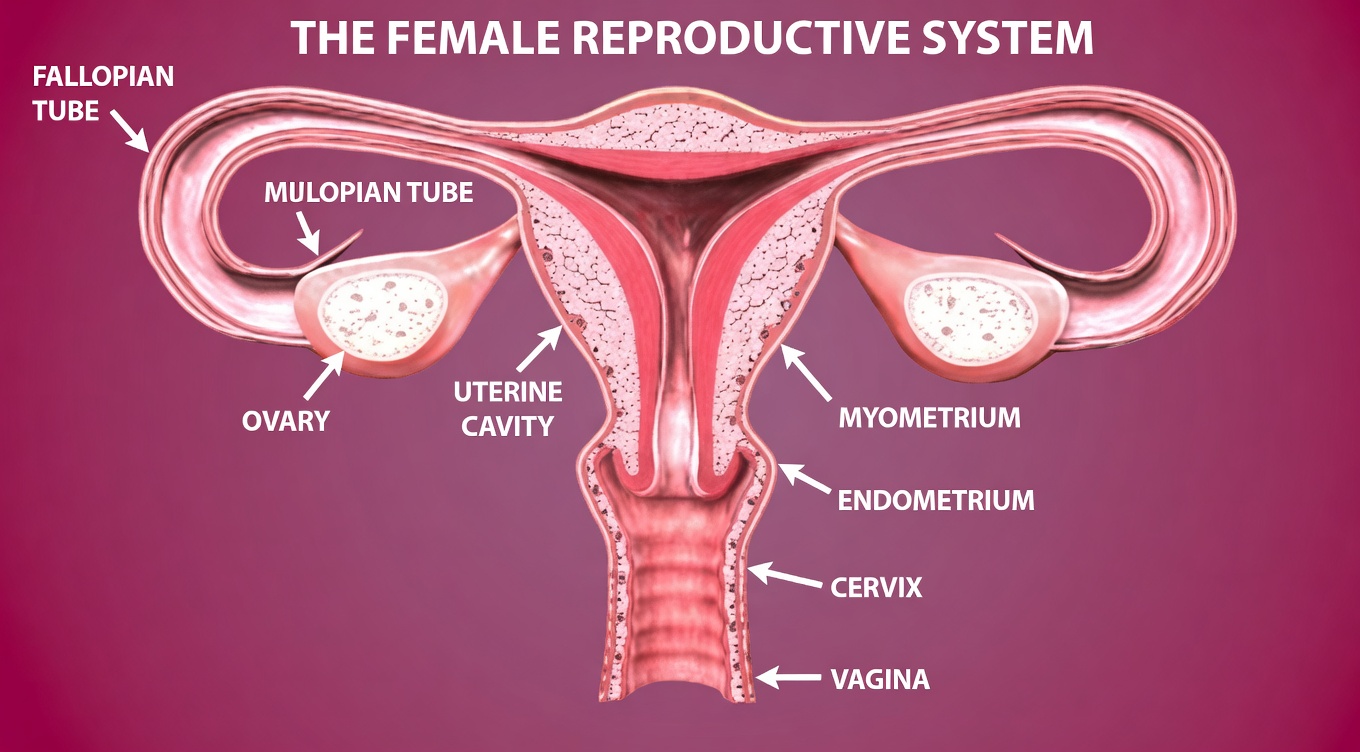 5 Early Warning Signs of Cervical Cancer Every Woman Needs to Know About