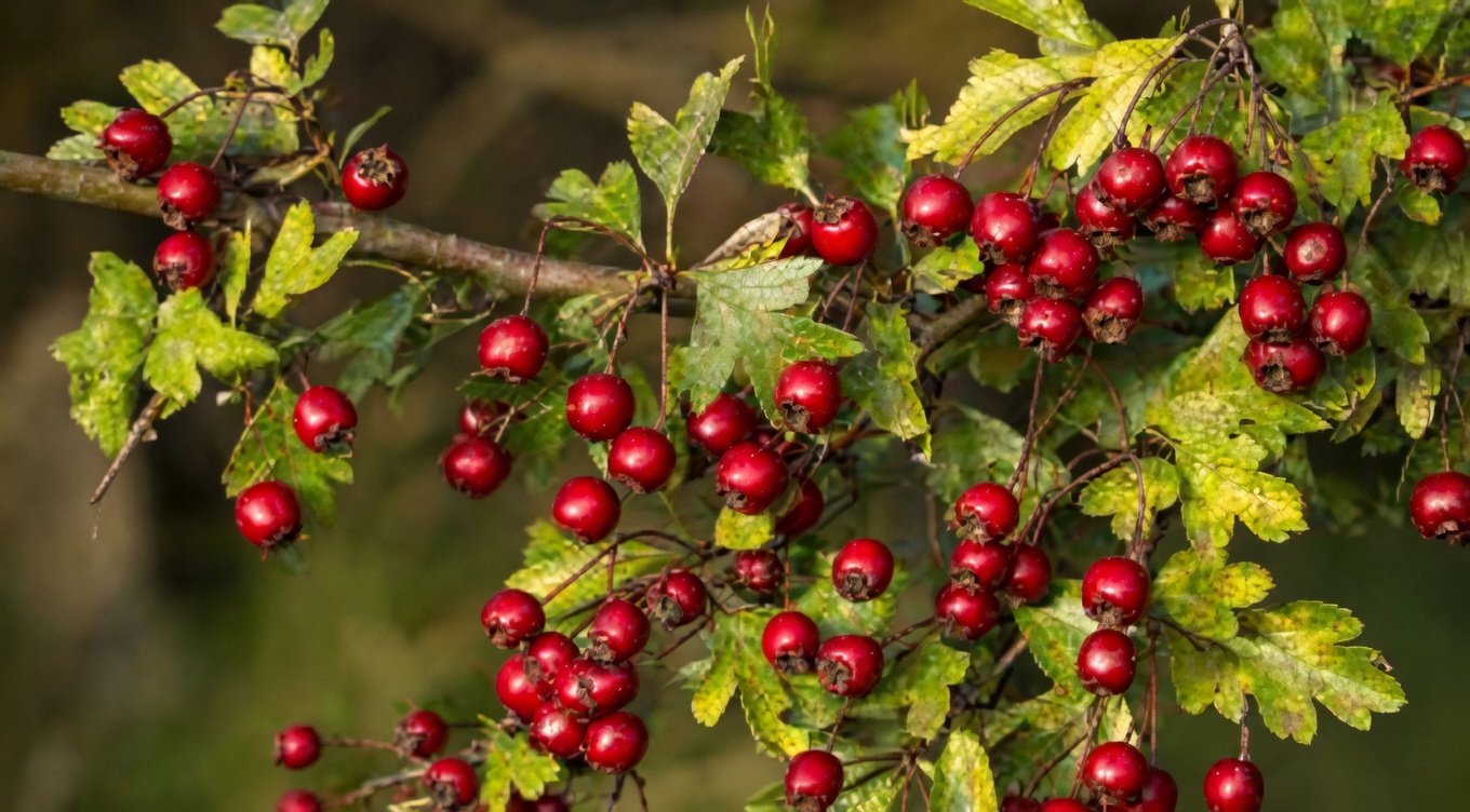 The 6 Herbs That May Support Healthy Blood Circulation Naturally: What Science Suggests