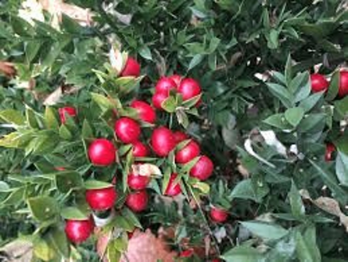 Medicinal Herbs: Natural Ways to Support Comfort for Swollen Feet and Better Circulation