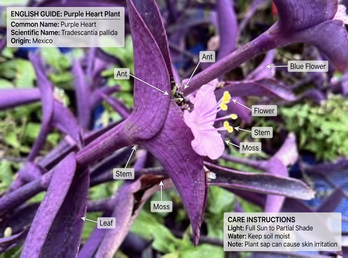 The Purple Maguey Plant: A Traditional Guide to Supporting Urinary, Metabolic, and Natural Circulation Health
