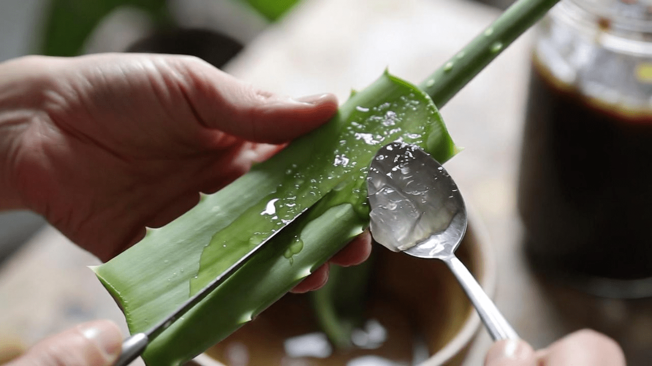 Exploring the Natural Benefits of Aloe Vera: A Simple Homemade Blend with Lemon, Honey, and Cloves