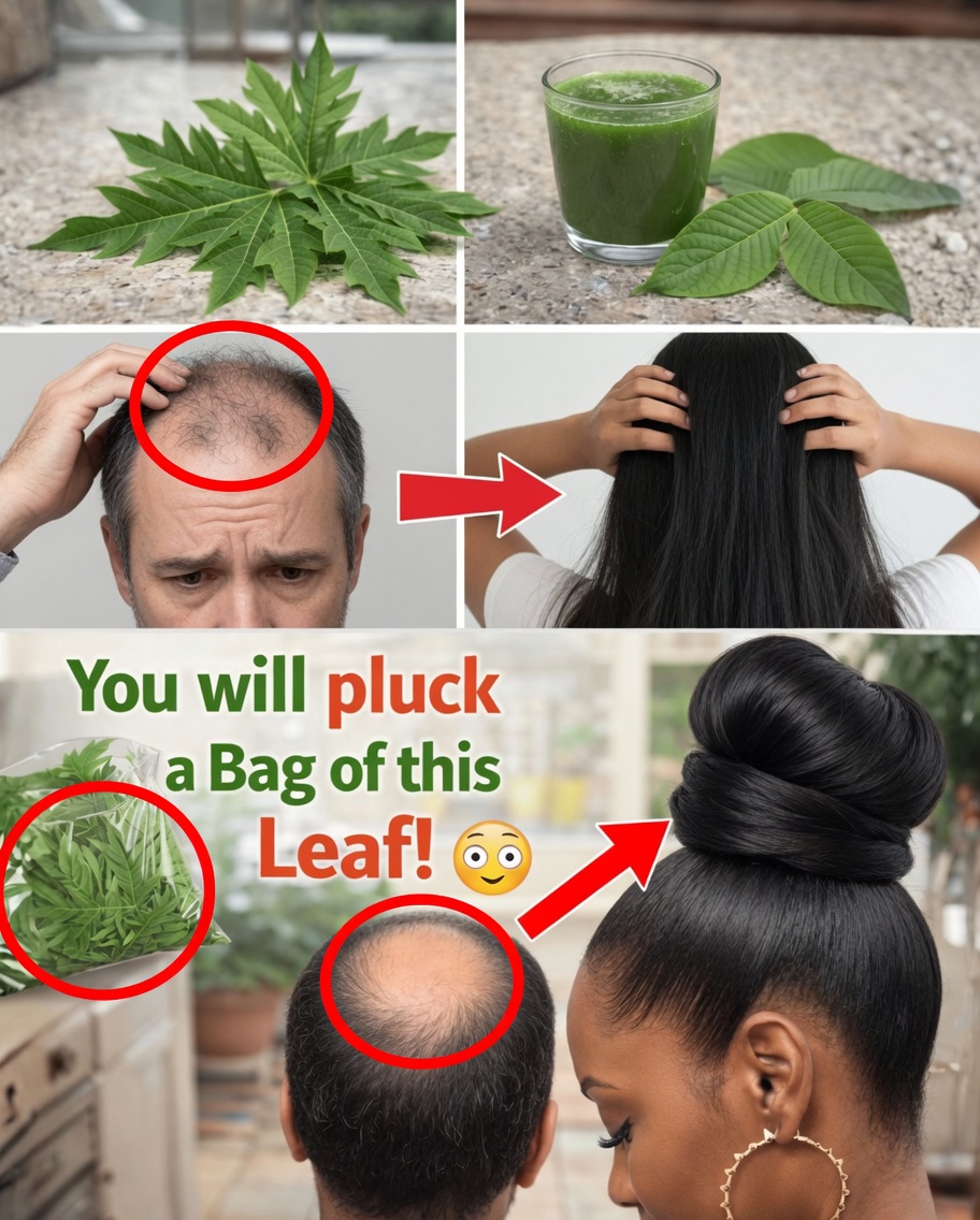 Exploring the Potential of Papaya Leaves for Hair Health: What the Science Suggests