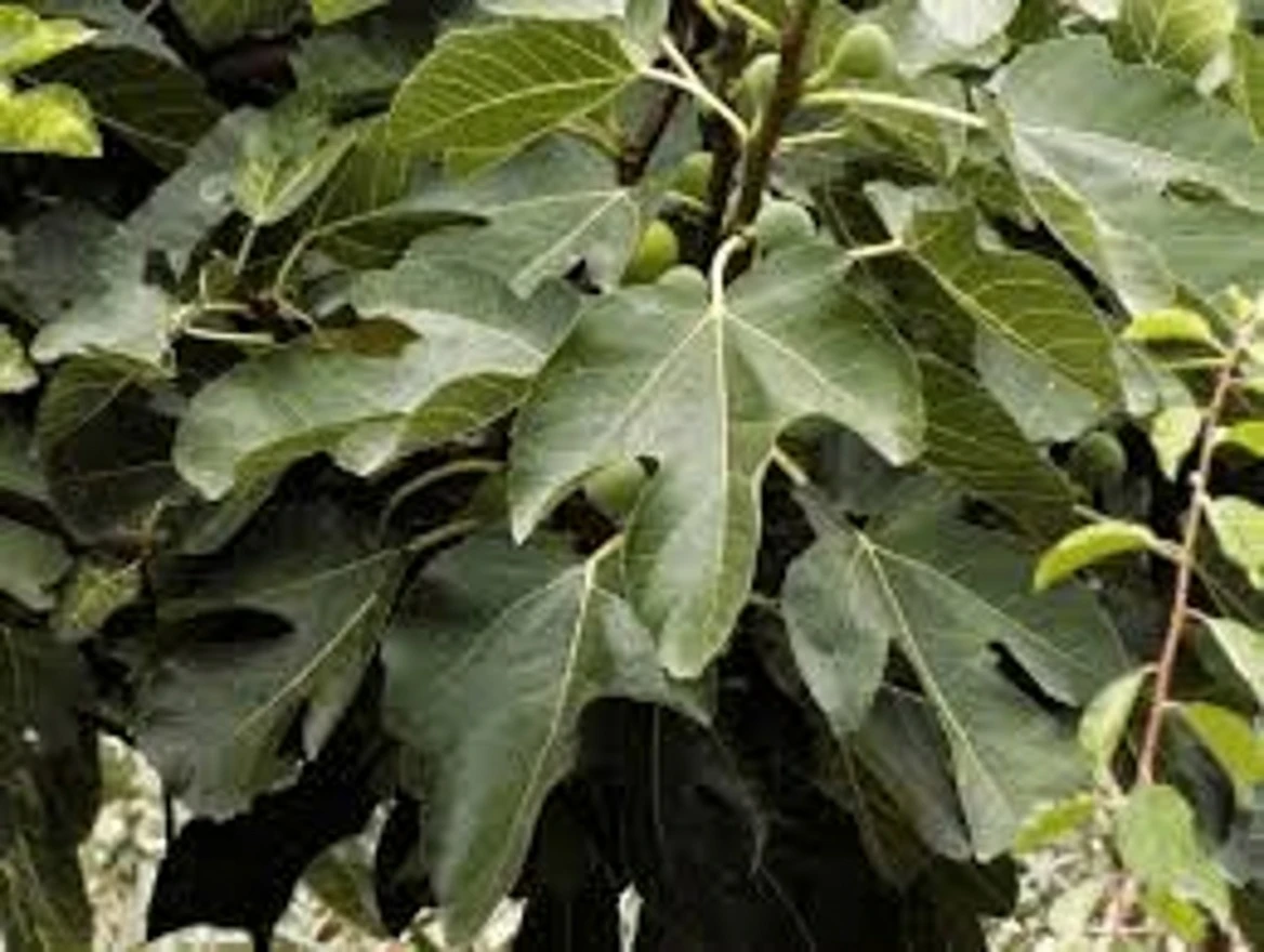 The Surprising Health Benefits of Fig Leaves: What Science Says About This Overlooked Plant Part