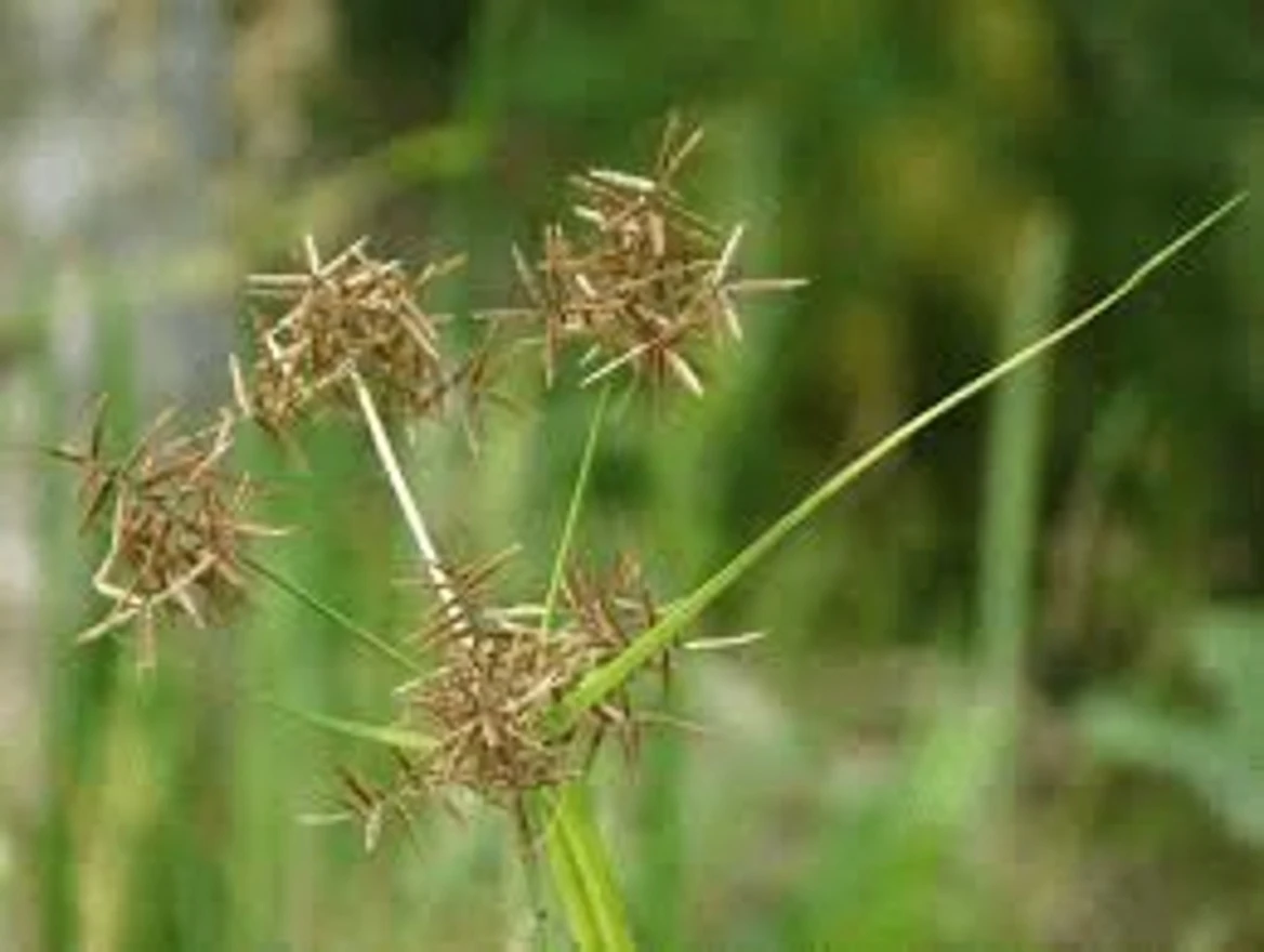 Discovering the Hidden Potential of Nutgrass (Cyperus rotundus): What Ancient Wisdom and Modern Research Reveal