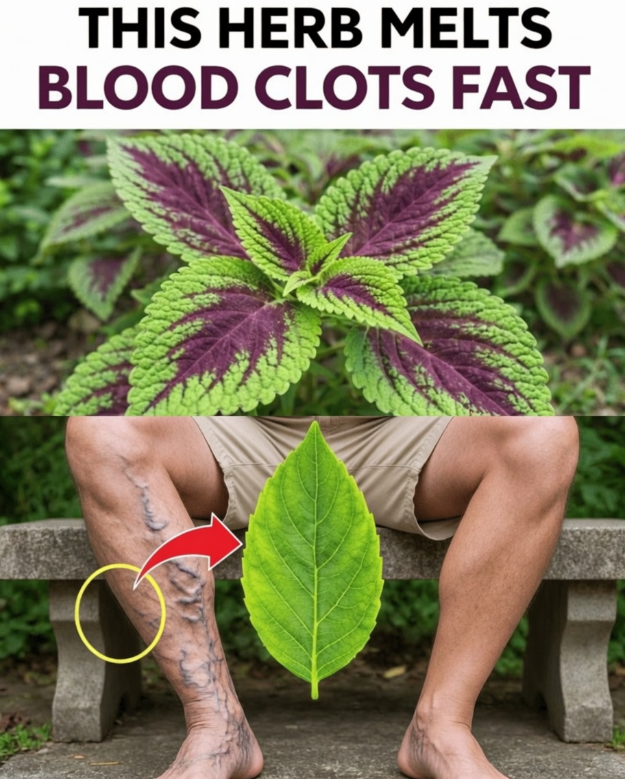 The 6 Powerful Herbs That May Help Support Healthy Circulation Naturally