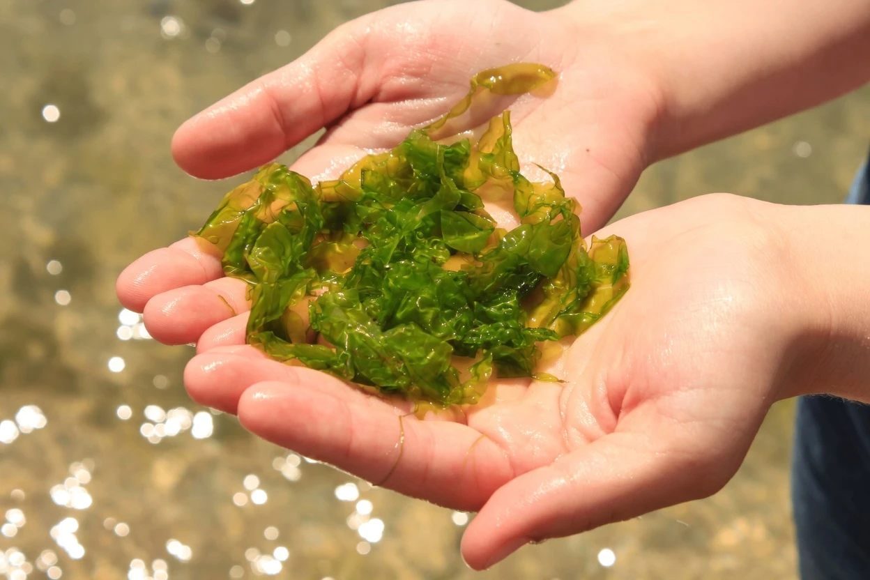 The Japanese Longevity Secret: How Okinawan Habits May Support Healthy Aging Through Mindful Eating and Natural Cellular Processes