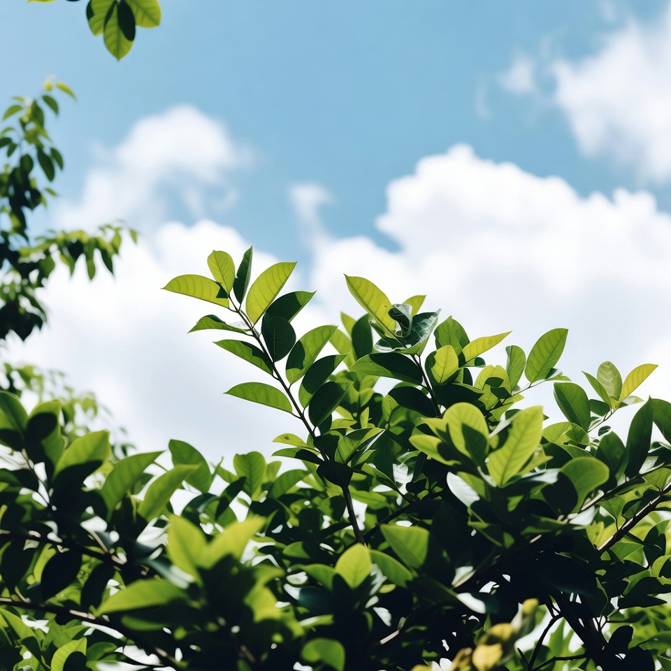 Can Soursop (Graviola) Support Cancer Research? Exploring the Evidence on Annona muricata