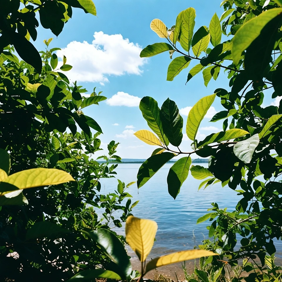 Exploring Guava Leaves as a Natural Support for Fluid Balance: What You Need to Know